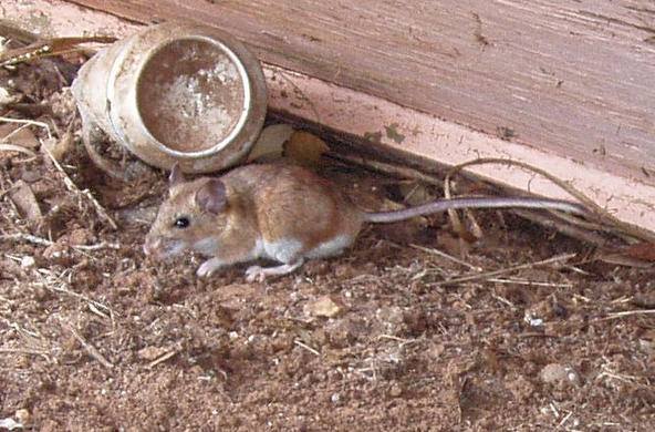 White Footed Mouse Royce Milam