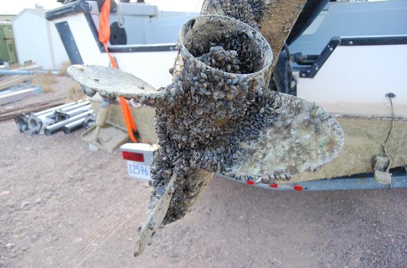 Zebra mussels on propeller National Park Services