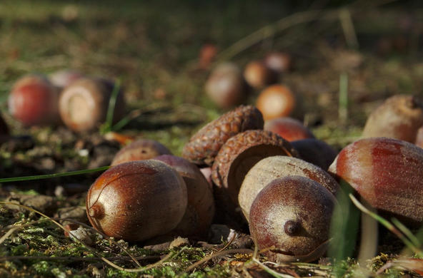 Acorn crop