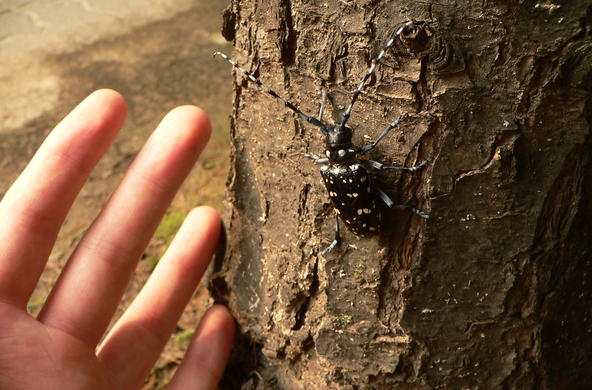 The invasive asian longhorn beatle