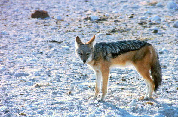 Winter coyote