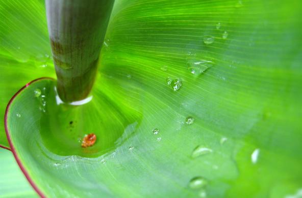 A tick drowns