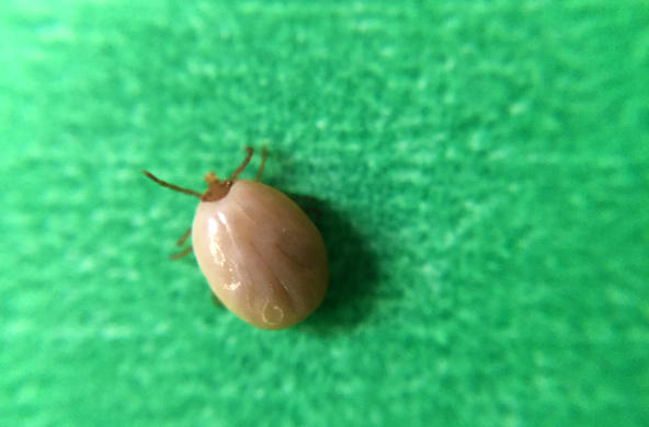 Engorged tick