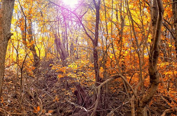 A sunny fall day in the woods