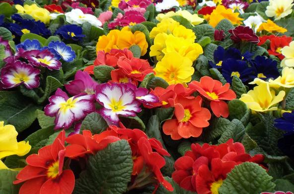 Beautiful flowers!