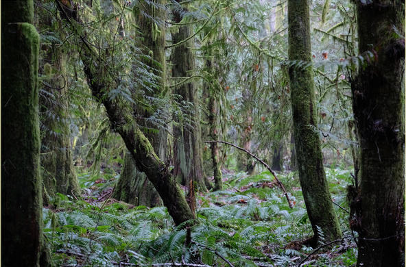 A forest