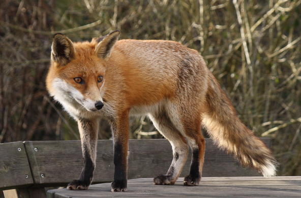 Foxy fox walking the town