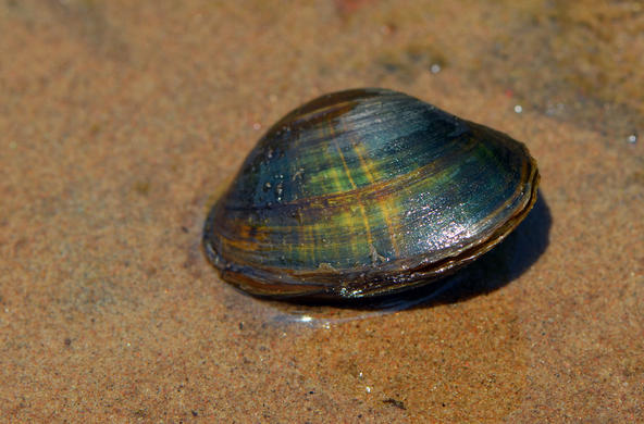 Higgins Eye pearly mussel