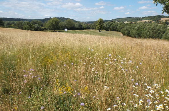 meadow in nature