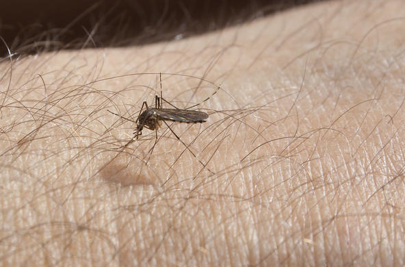 Mosquito on arm