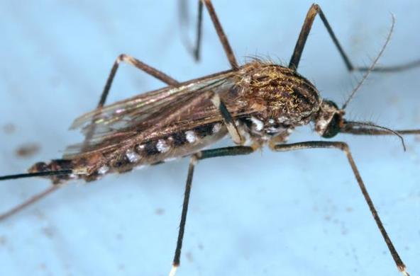 Big mosquito transfers west nile virus