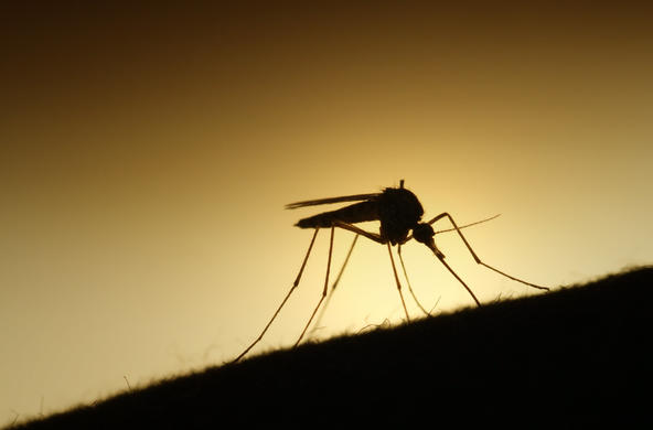 Mosquito in the sun by Erik Brandsborg