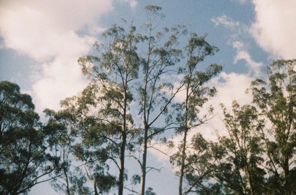 Mountain Ash trees!