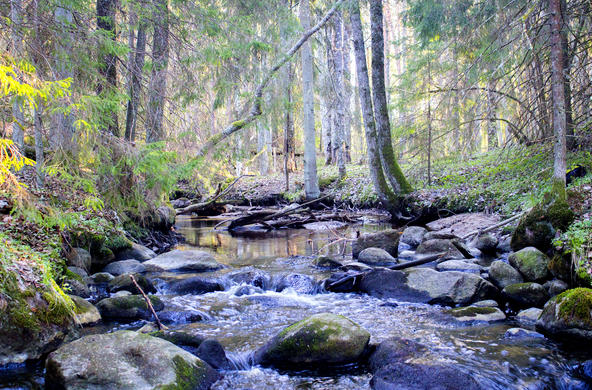Spring forest
