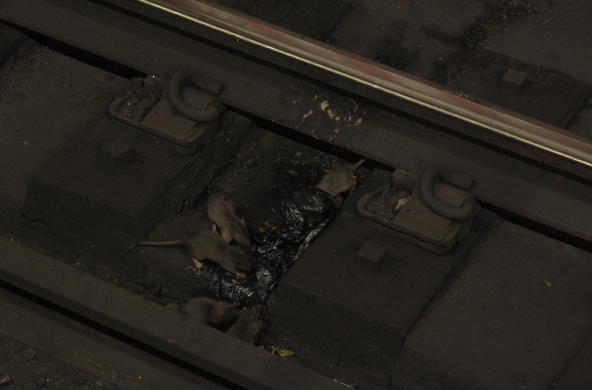 Rats get crazy in the subway!