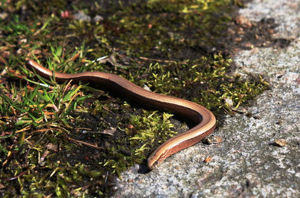 A free worm!