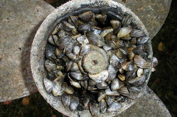 Zebra mussels in a bowl