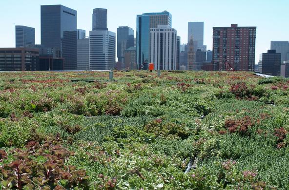 denver green roof