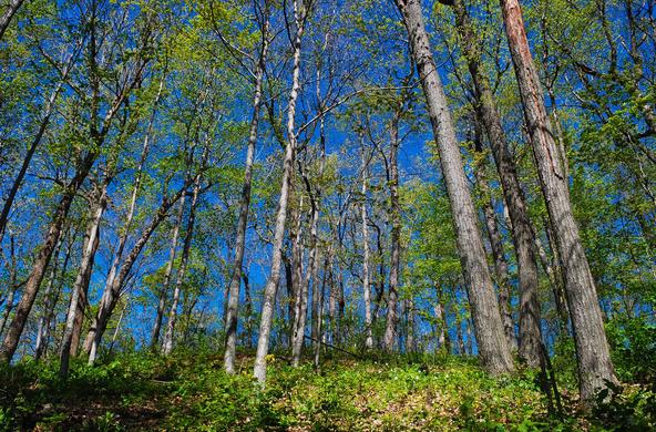 forest