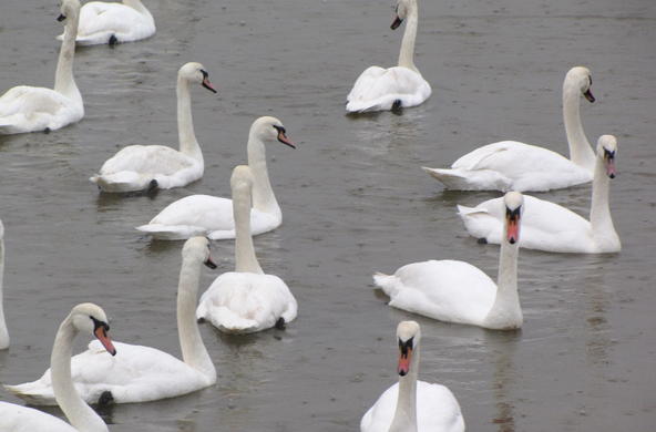 Swans are often invasive species in the Hudson Valley