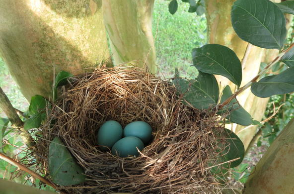 a birdnest by gayle trautman