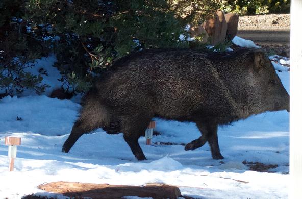 A javelina, escaping