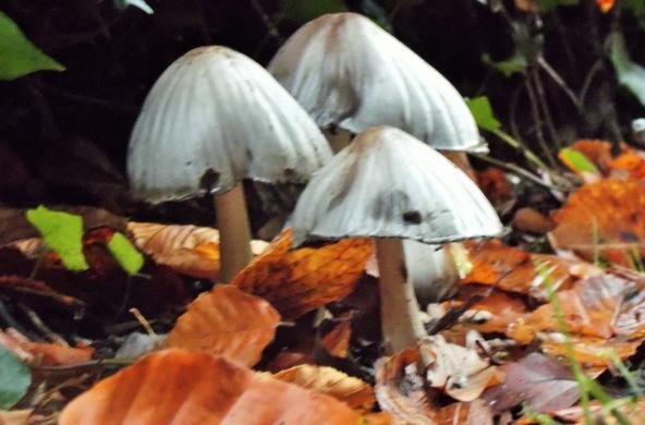 Fungi