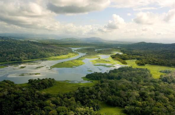 tropical forest panama