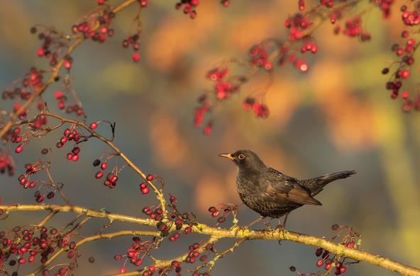 common blackbird