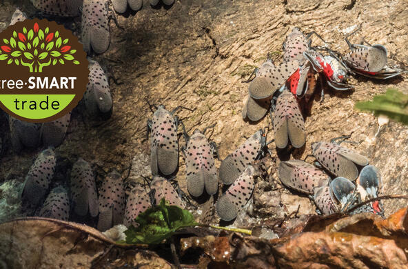 lantern fly USDA