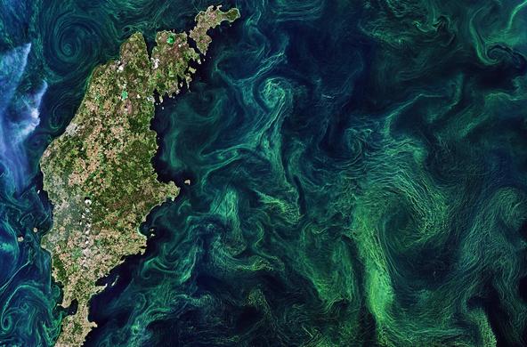 algal blooms baltics