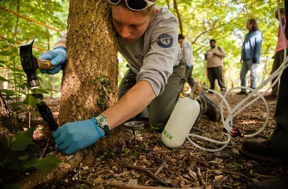 emerald_ash_borer_treatment_cc_chesapeake_bay_program