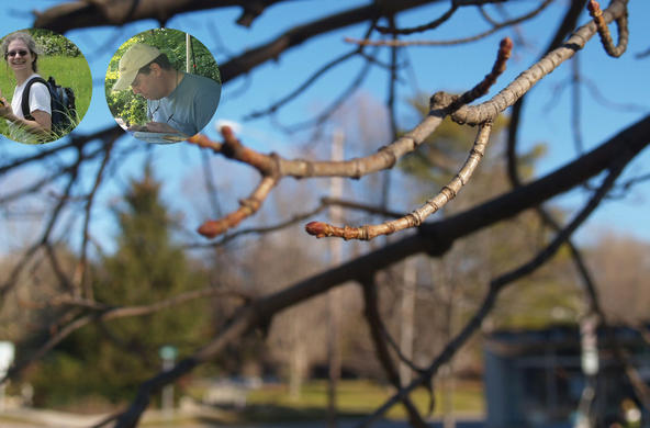 maple bud
