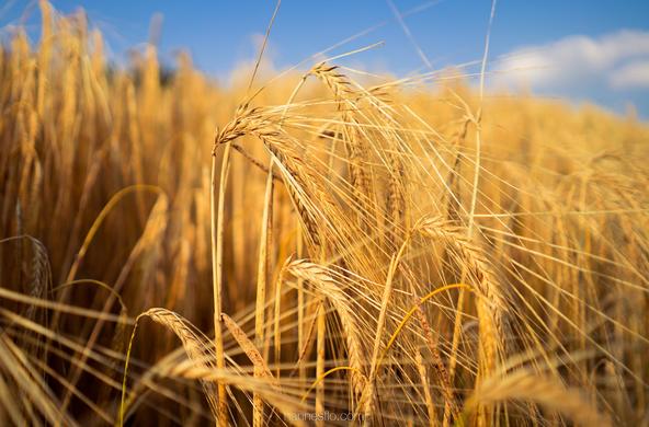 wheat field