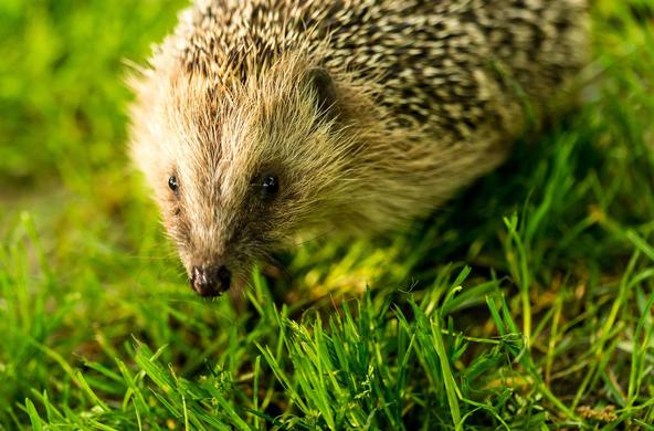 hedgehog cc colin haycock