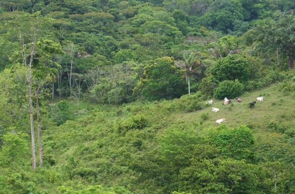 Tropical forest in Panama, showing cows and deforestation 