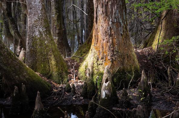 Beidler Forest and Audubon Center cc steve walker