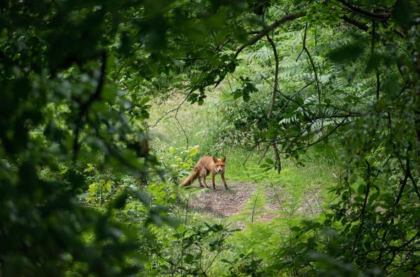 wyre forest
