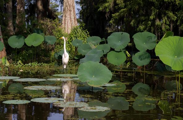 lake_martin_cypress_island_cc_shawn_harquail