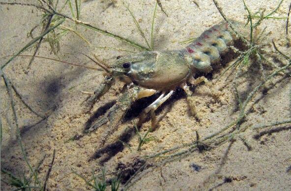 spiny crayfish