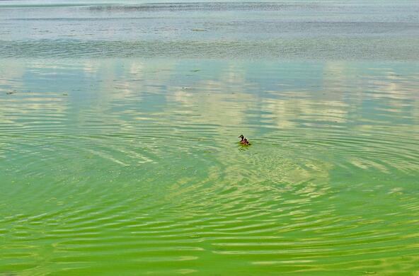 algal bloom cc aaron carlson