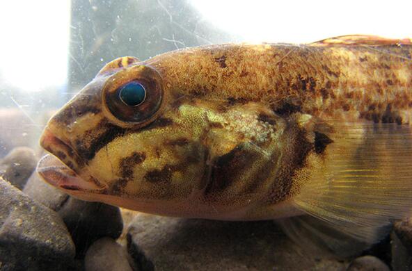 goby