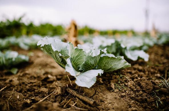 agriculture