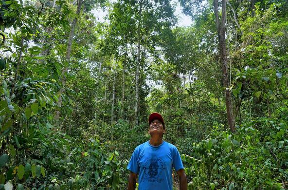 tree canopy in Peru cc CIFOR