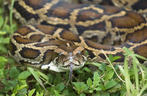 everglades_python_cc_south_florida_water_management