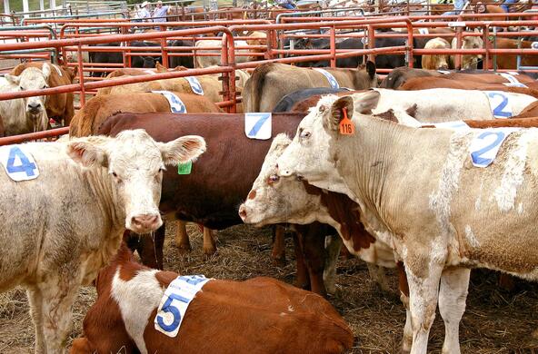 cattle pen