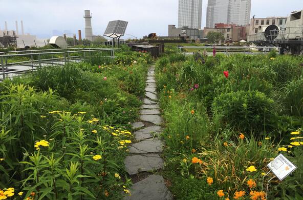 green roof