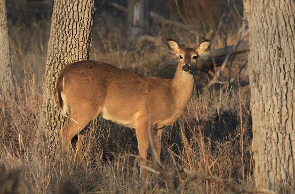 white_tailed_deer_cc_larry_smith