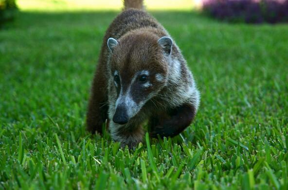 coatimundi