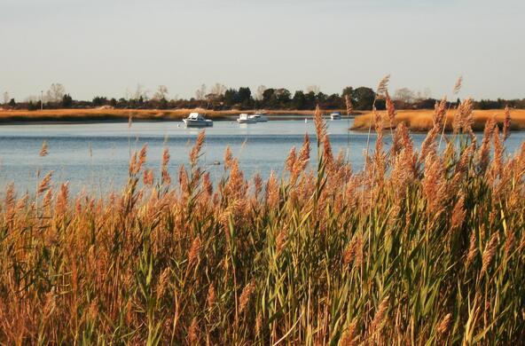 wetland